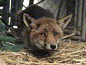 raposaselo.gif (14109 bytes)