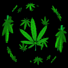 hempspin.gif (44007 bytes)